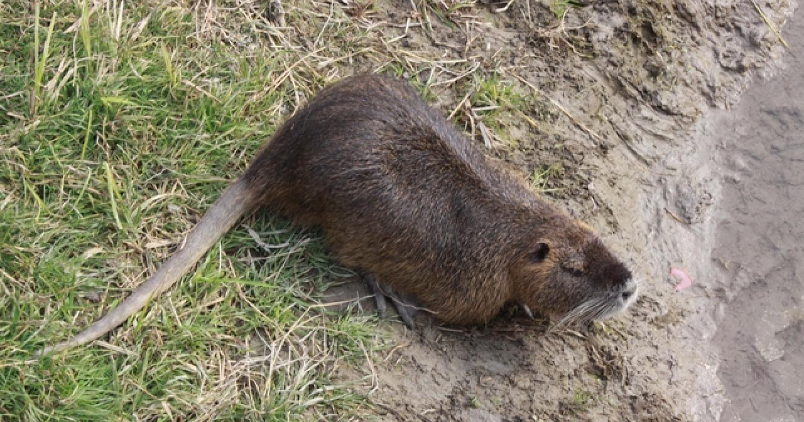 Parte il piano di controllo della nutria