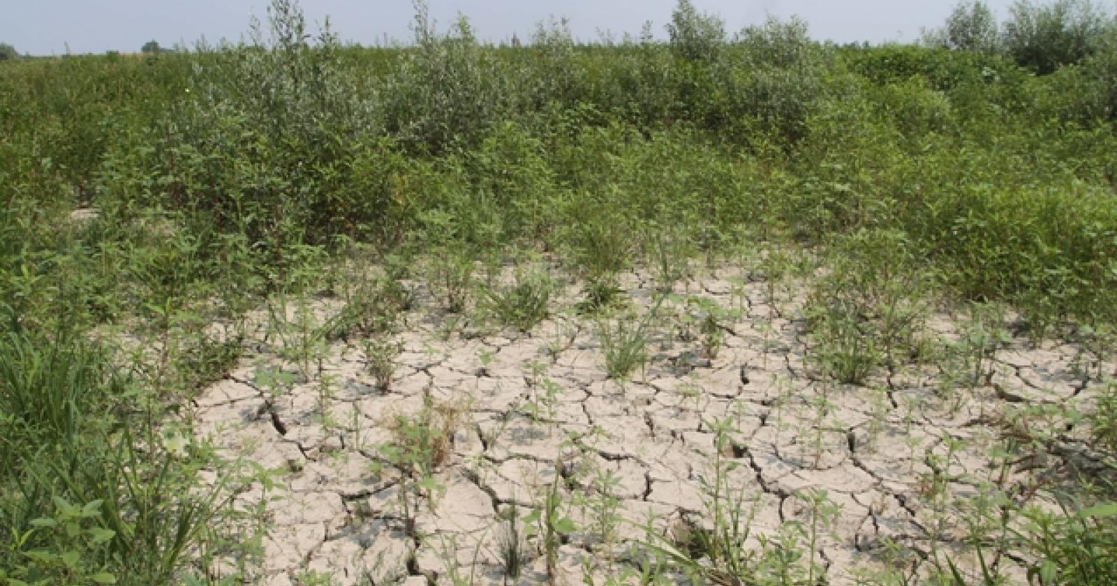 Po Siccità 3