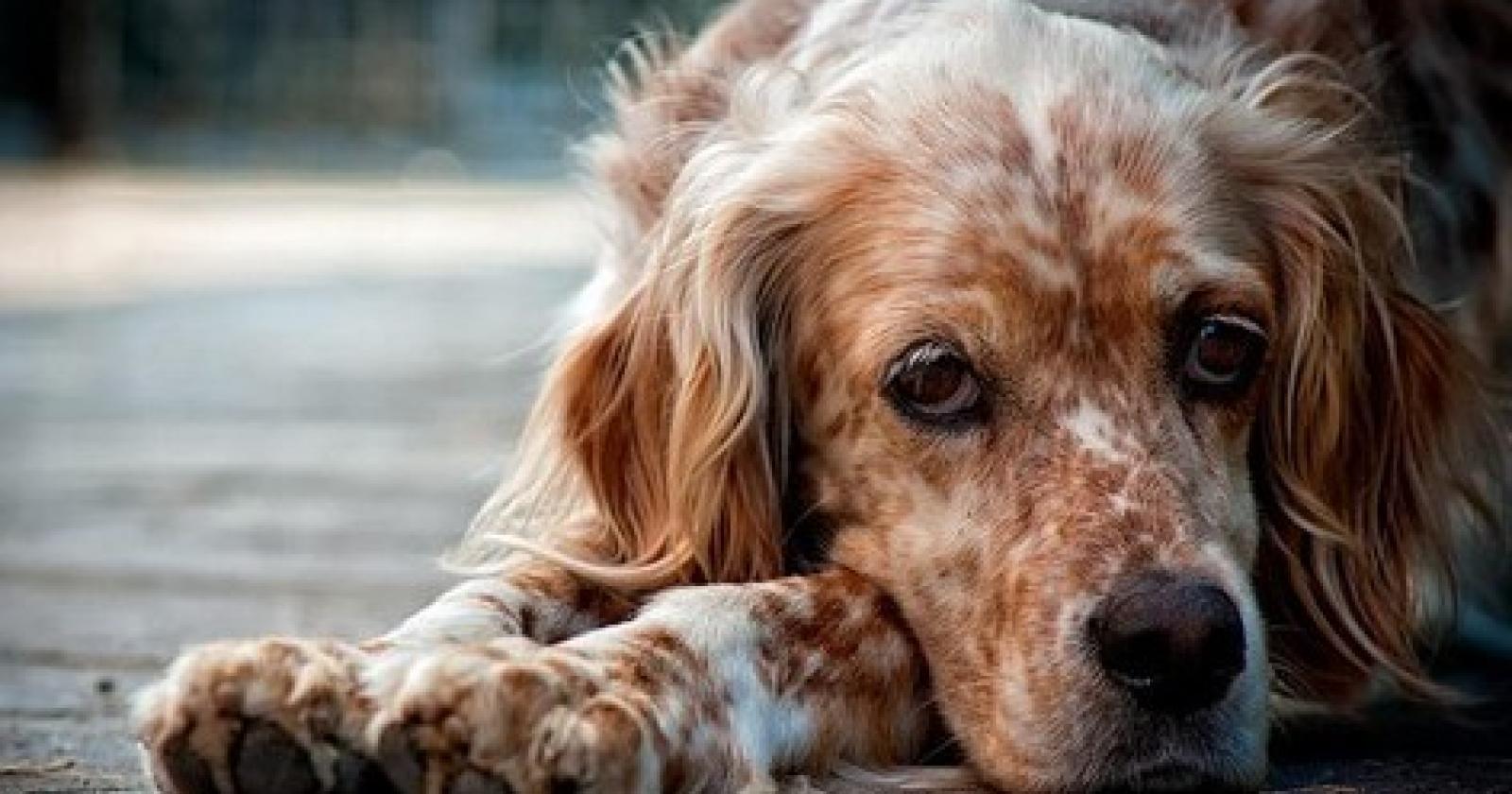 cani%20maltrattati[1].JPG