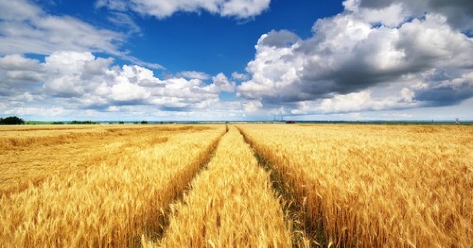 Crisi dei Cereali: Preoccupazione per gli agricoltori di Rovigo