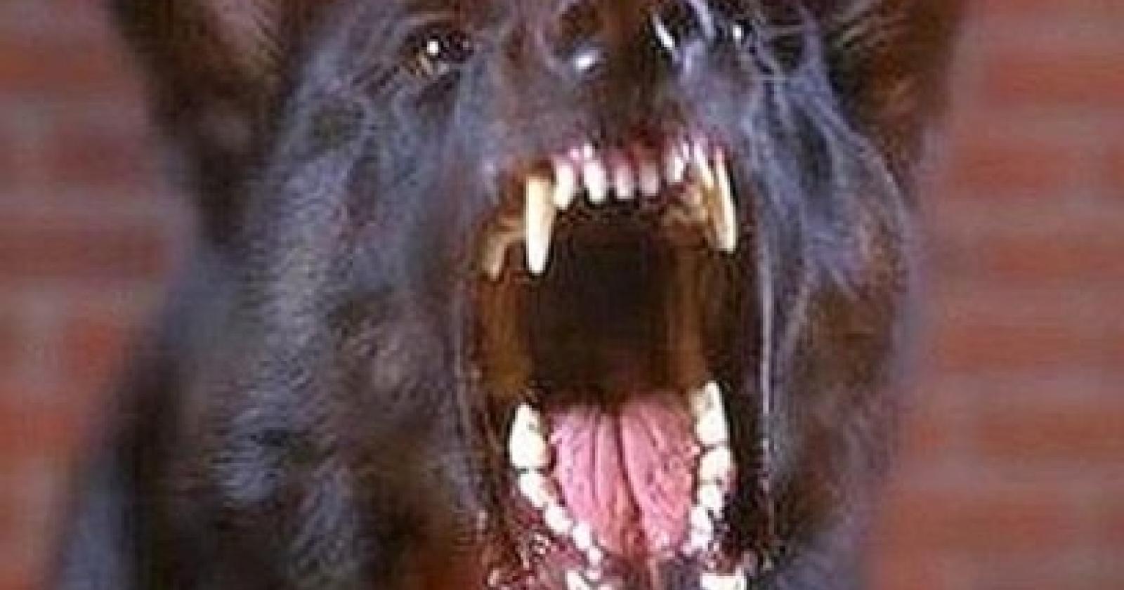Anziano inseguito dai cani, tra i residenti di Ca' Tron esplode la rabbia
