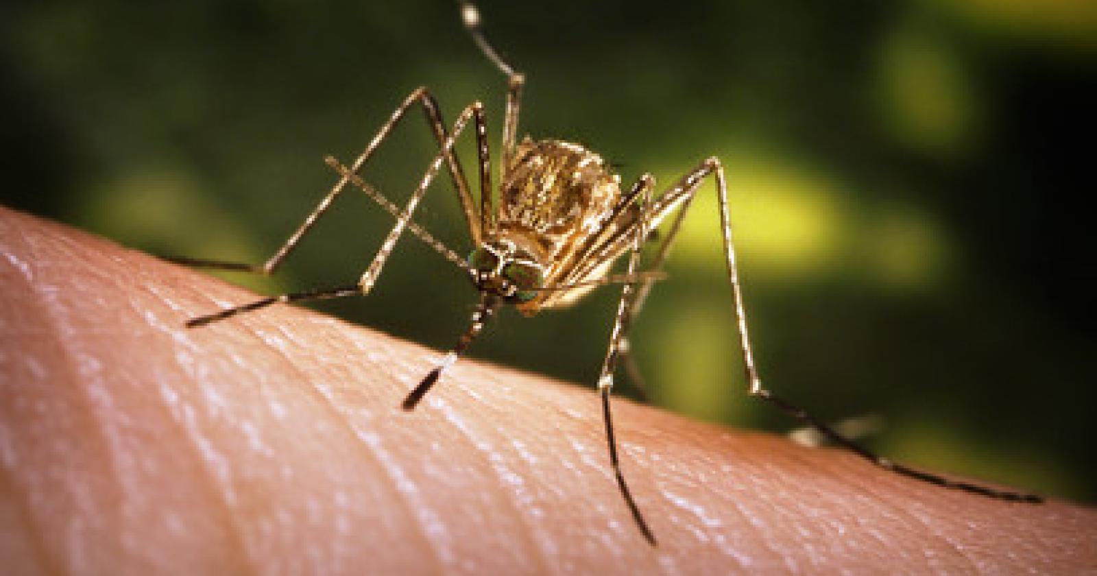 Allerta West Nile in veneto: controlli serrati sul sangue donato