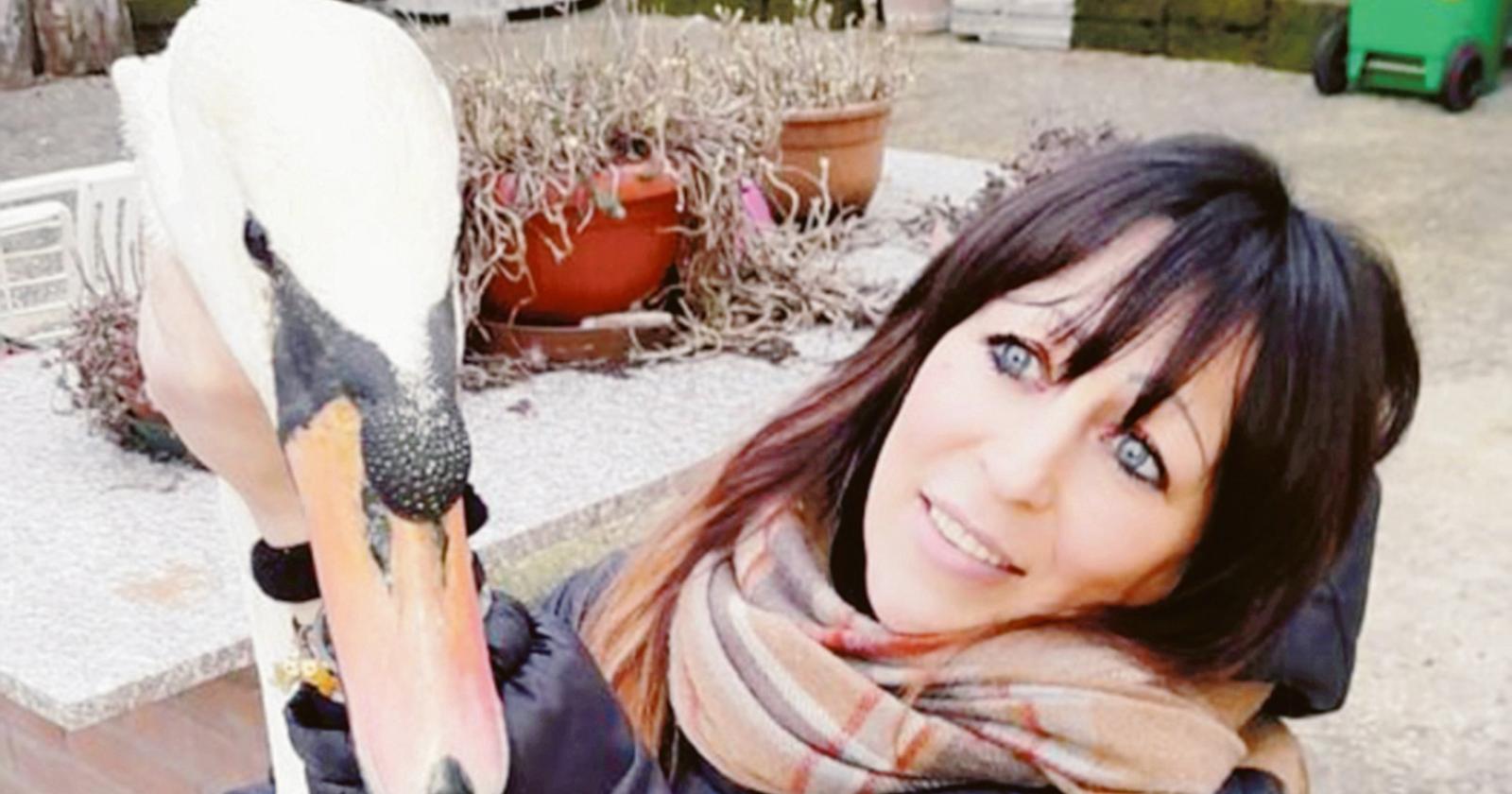 Un cigno reale preso a fucilate