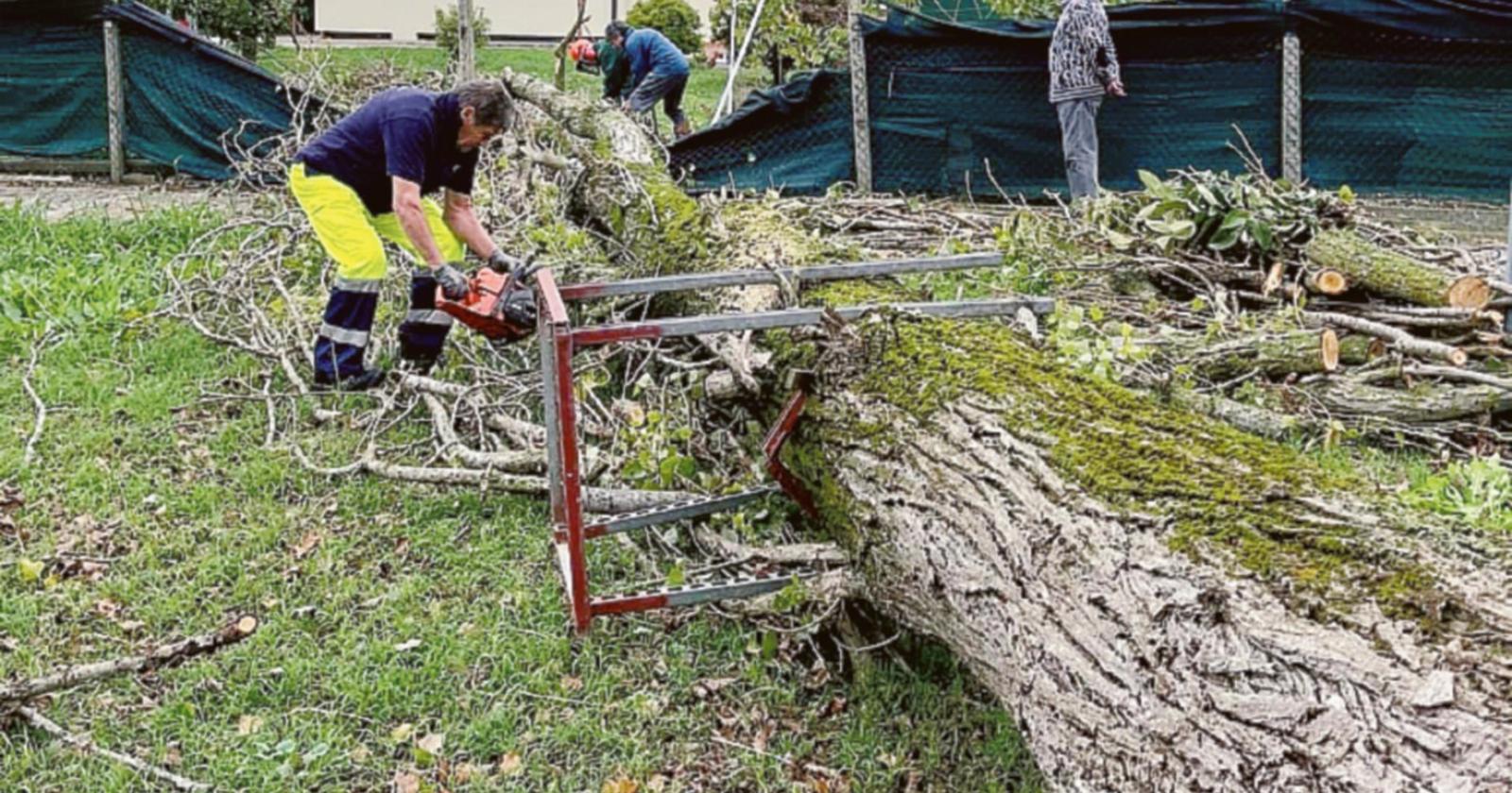 Il pioppo preda della burocrazia