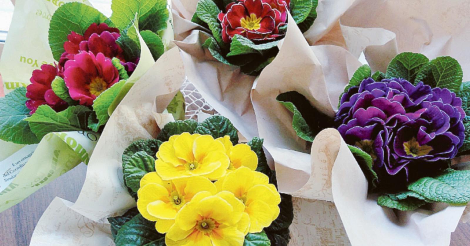 Corso del Popolo invaso dai fiori