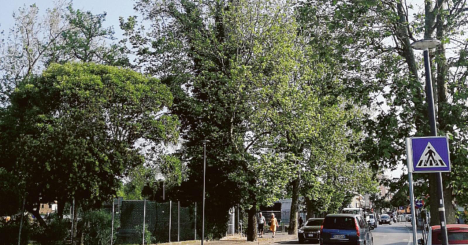 Pronti a incatenarsi per i platani