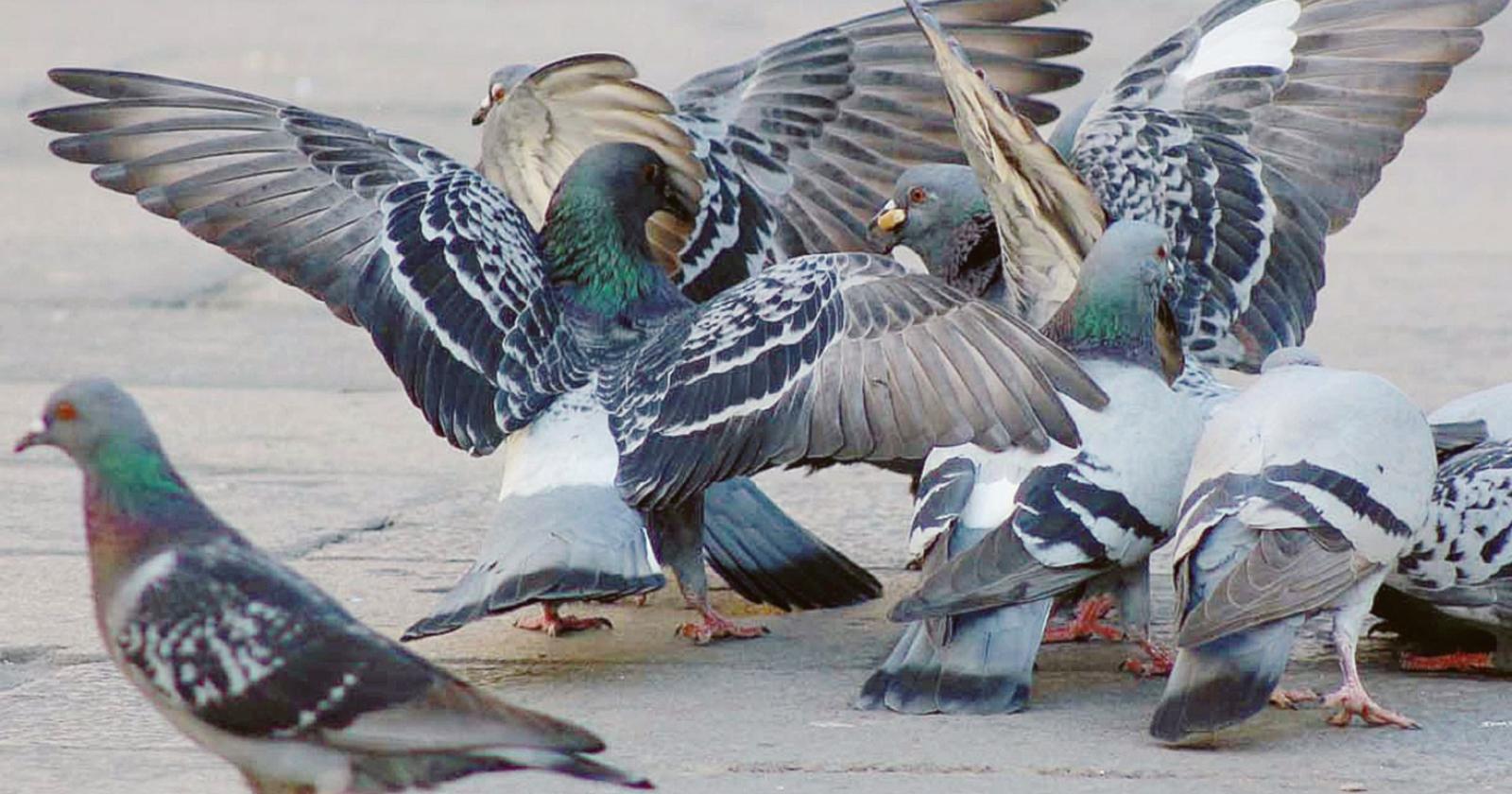 Piccioni, scatta la tolleranza zero