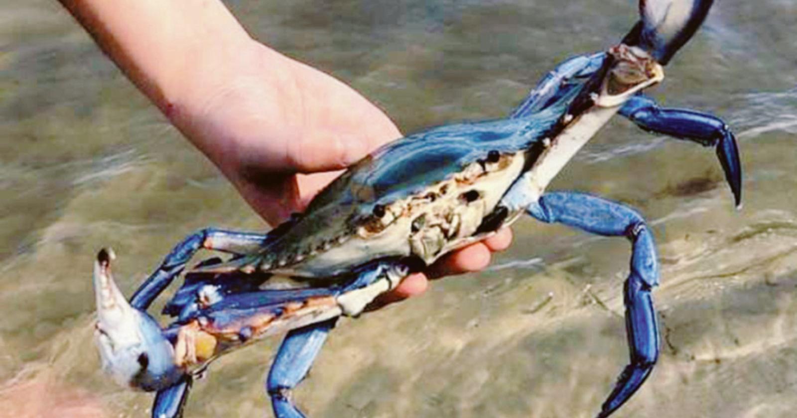 Granchio blu, le imprese italiane &ldquo;Non &egrave; cibo per gatti&rdquo;