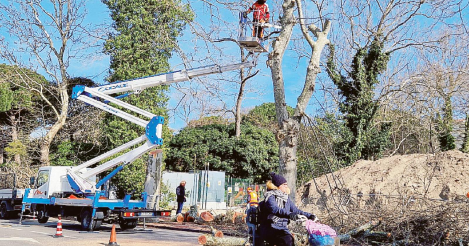 “Arriveranno 60 nuovi alberi”