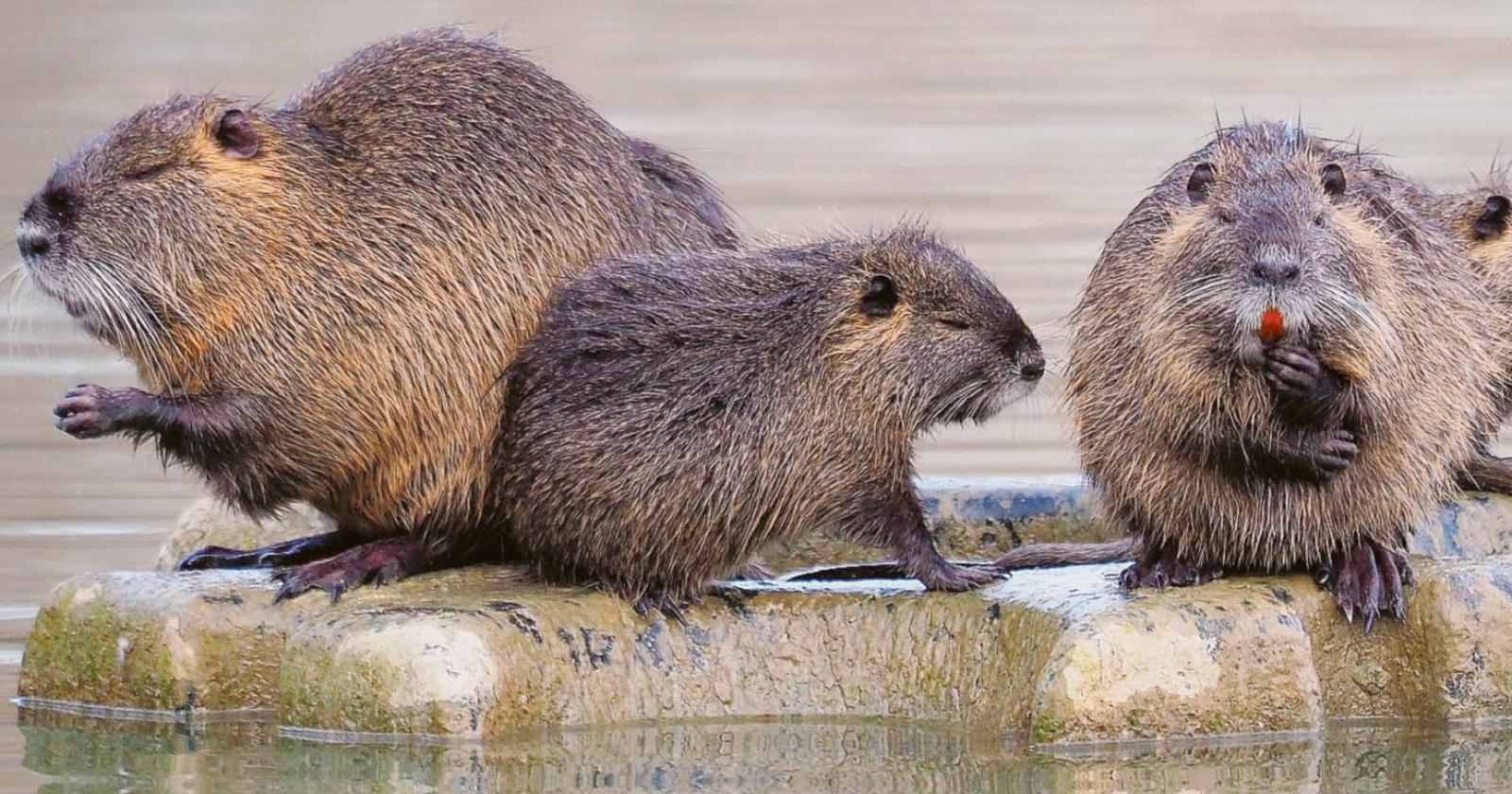 Il Comune dichiara guerra alle nutrie