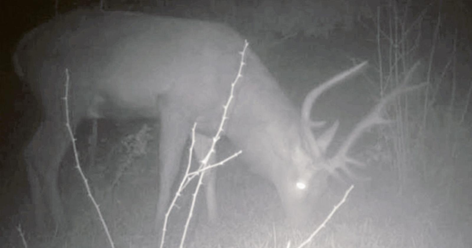 A Bosco Nordio avvistato un cervo intento a brucare