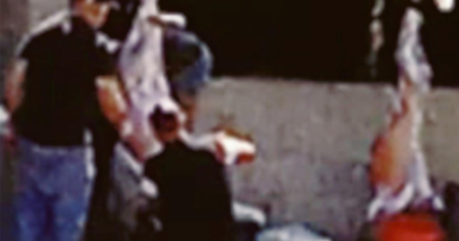 Capretti sgozzati nel giardino. “Fermateli subito!”