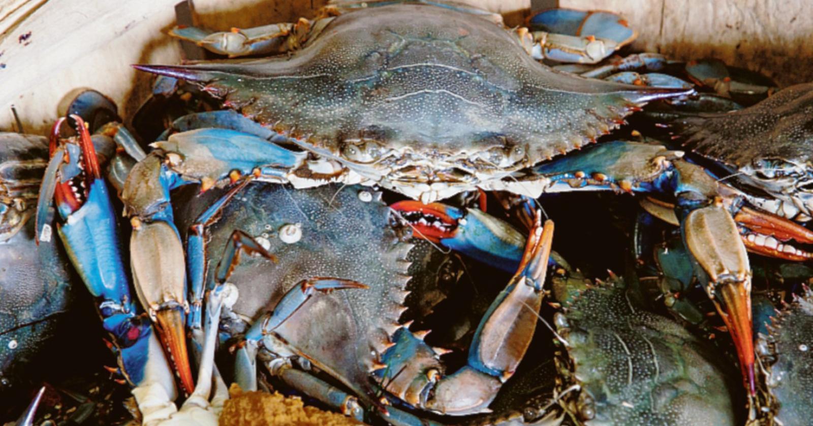 Granchio blu: uno studio di Ca' Foscari nelle lagune di Venezia e Chioggia