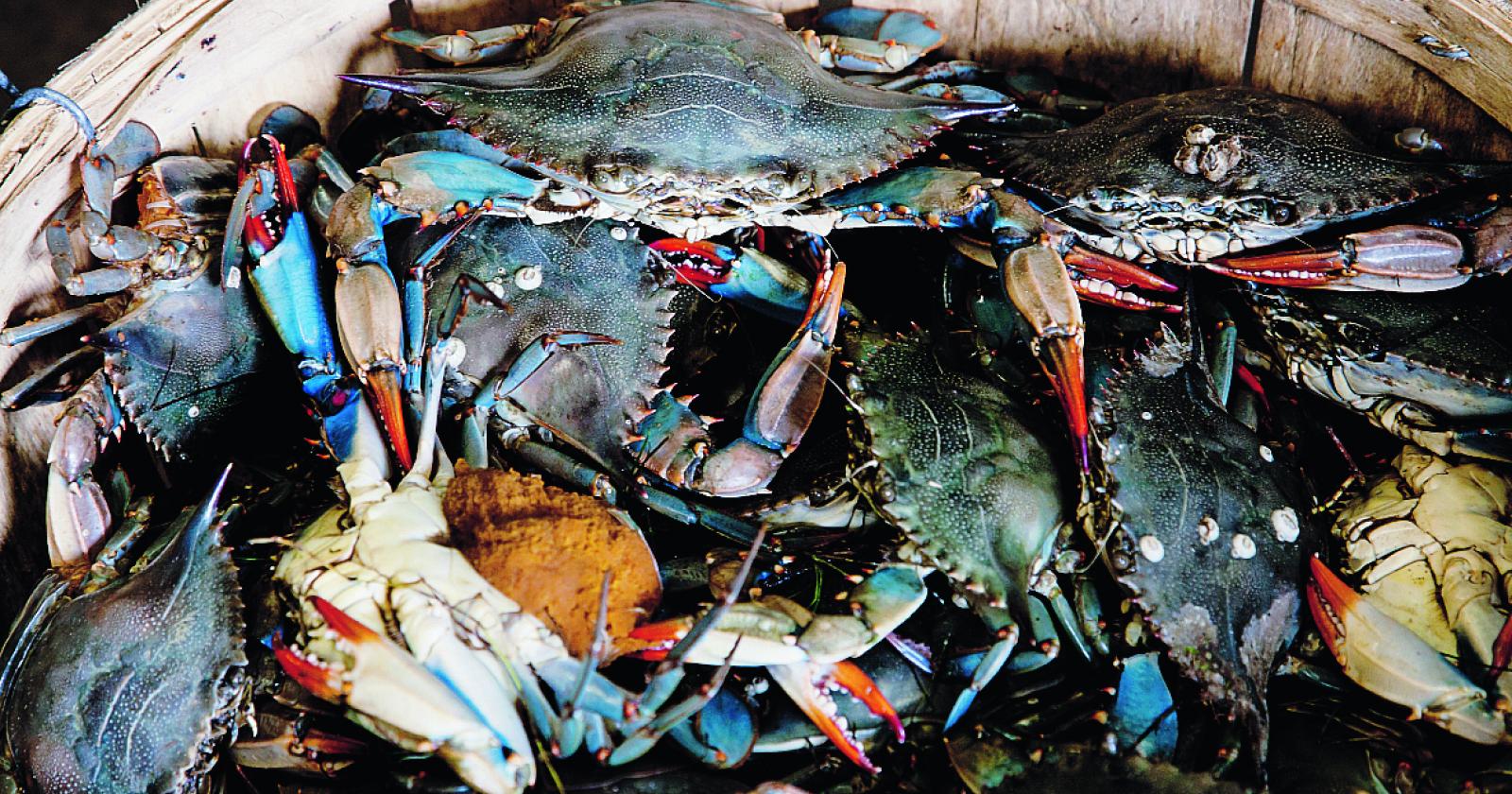 Via libera alla pesca del granchio blu per chiunque