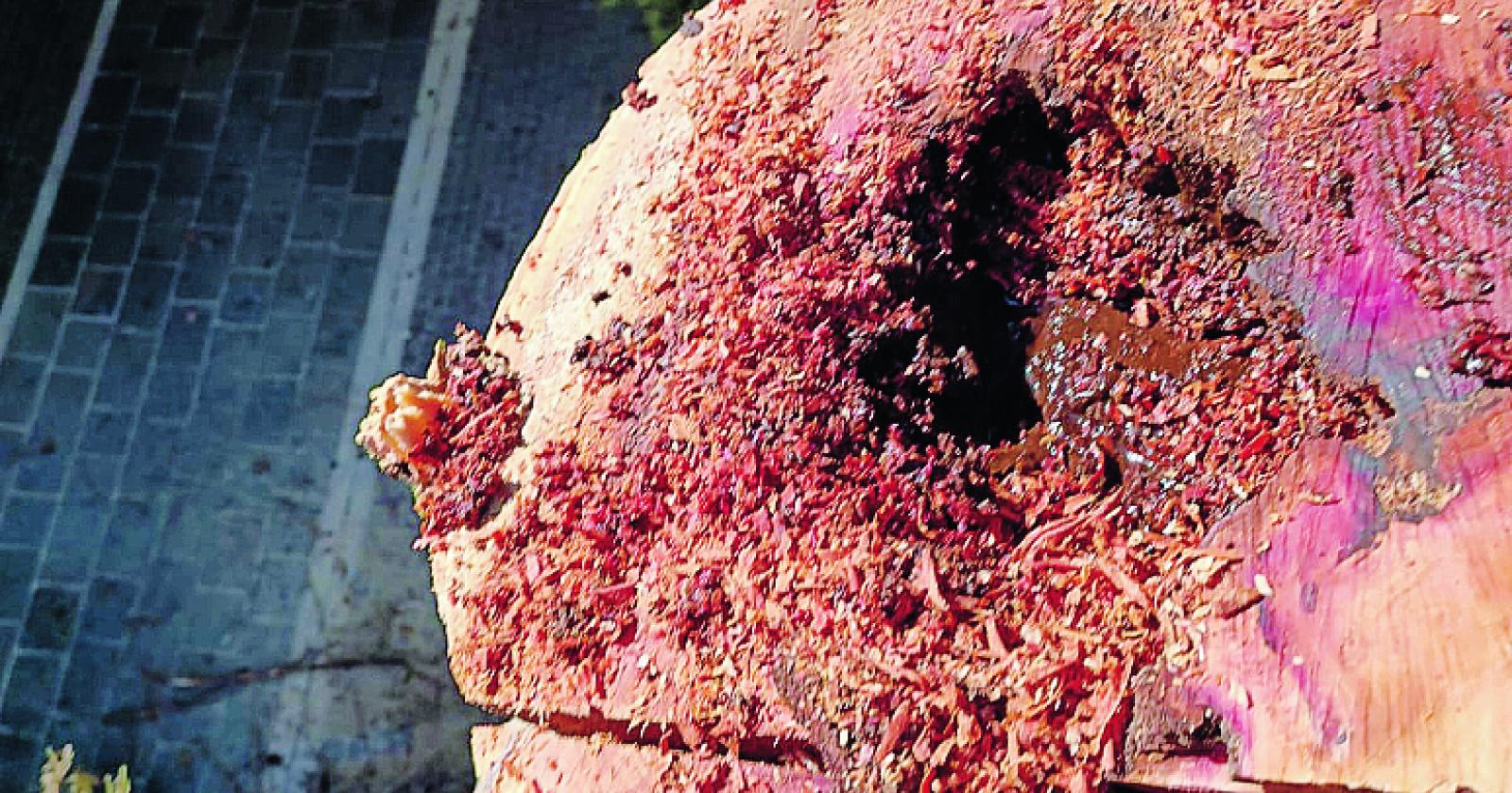 Alberi malati: 10 saranno abbattuti