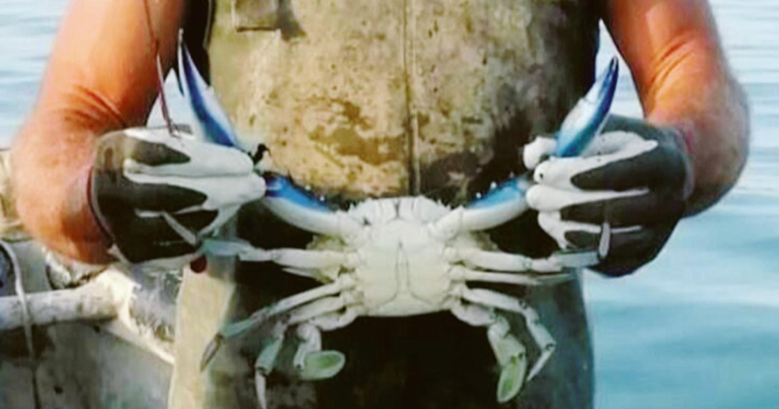 “Ecco come fermeremo il granchio blu”