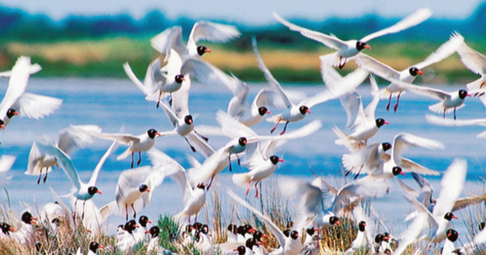 A caccia di gabbiani con Chioggia Gulls 2024