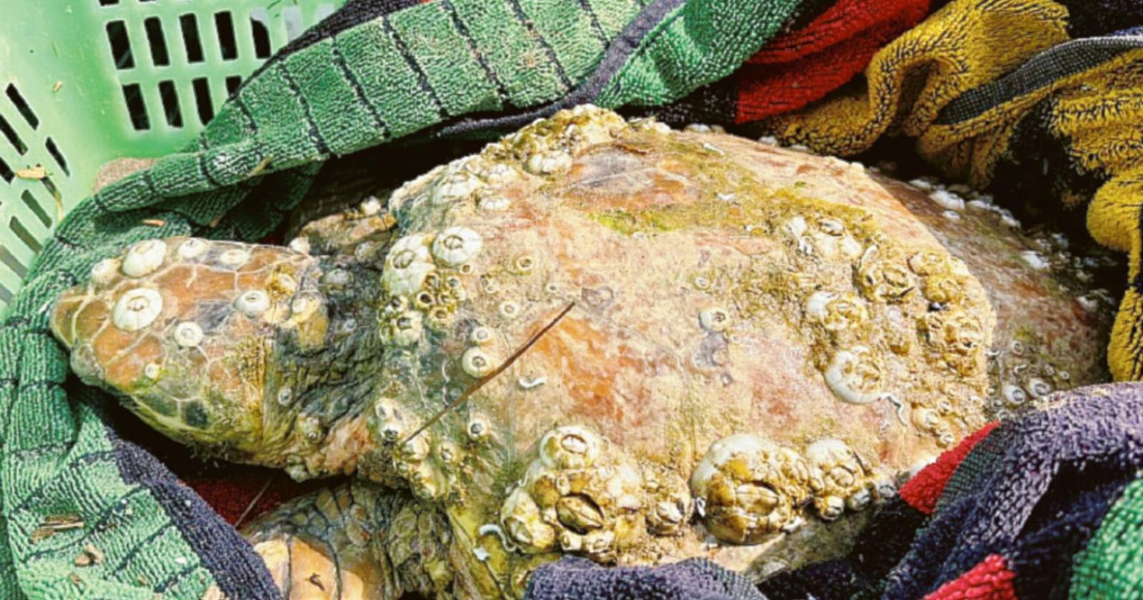 Salvata tartaruga spiaggiata