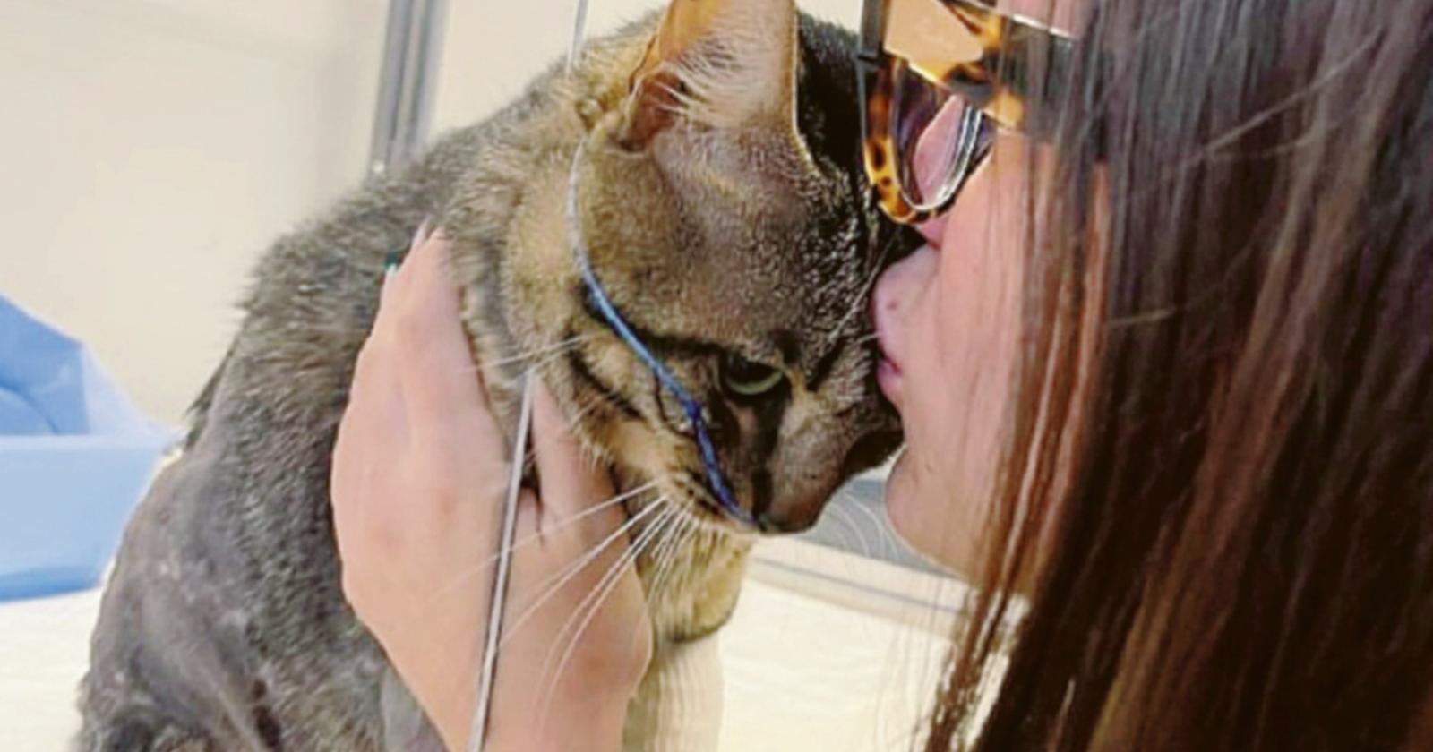Picchia il gatto e lo uccide “è violento e pericoloso”