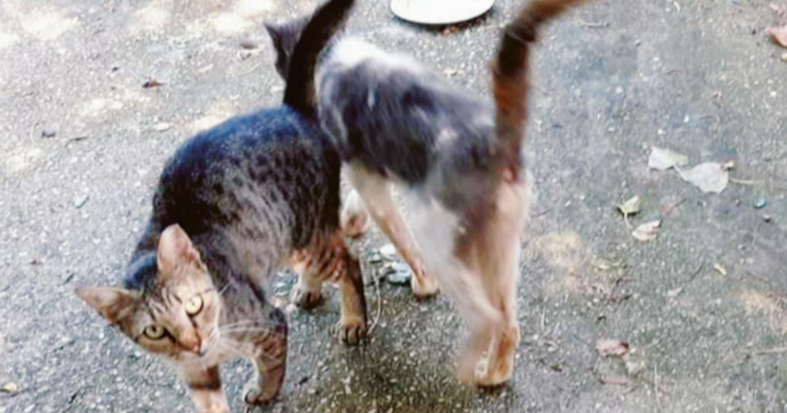 “Gattile, solo promesse social”