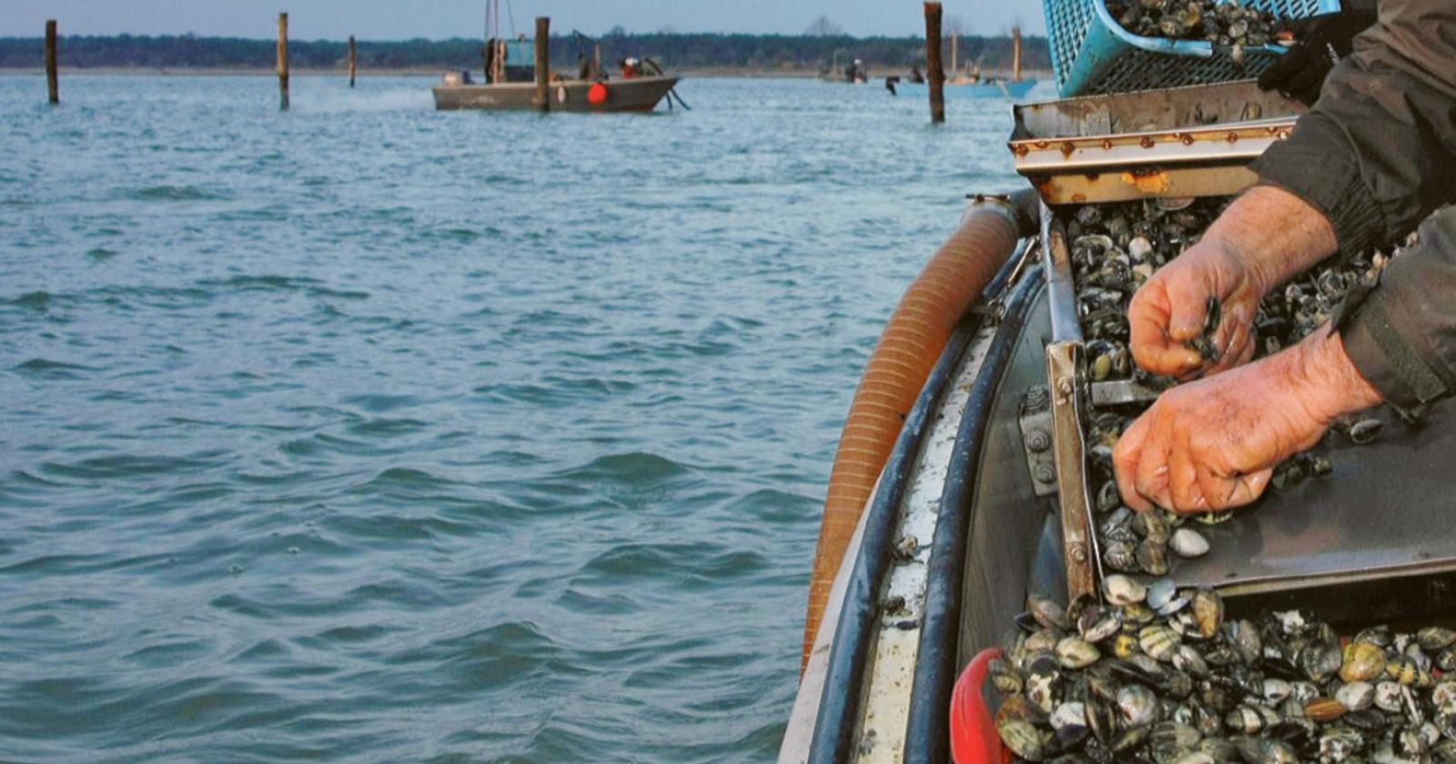 Pesca veneta, bene i mercati ma restano le sfide per venericoltura e imprese