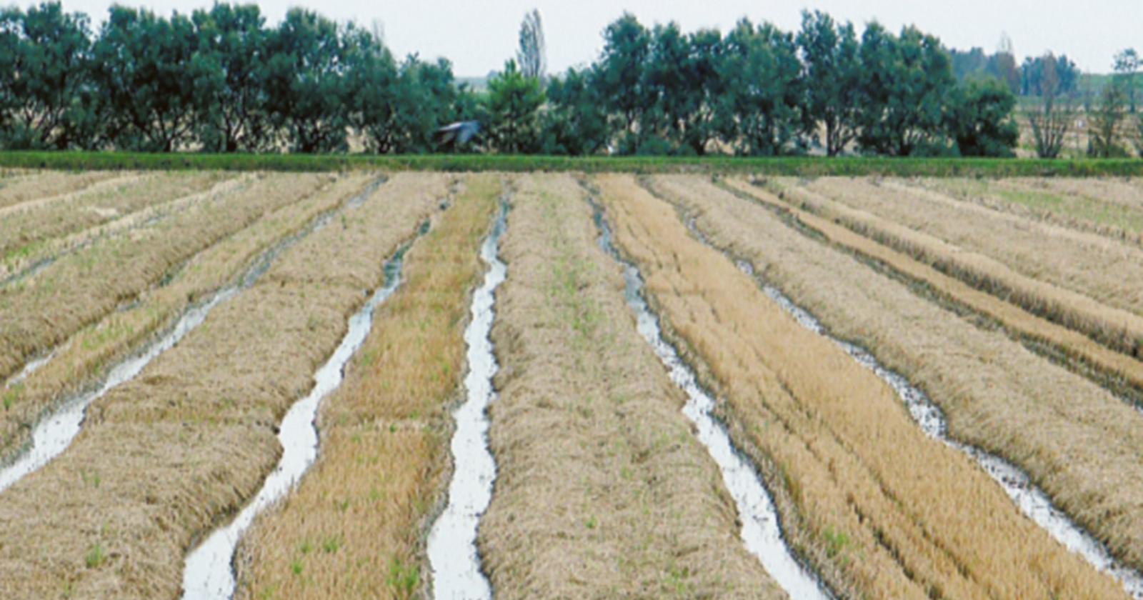 Risparmio da 900mila metri cubi d’acqua