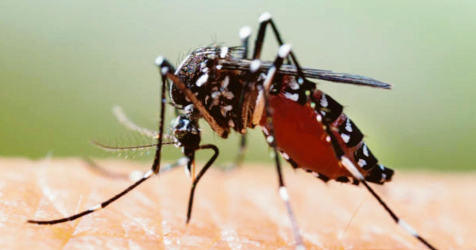 West Nile, si disinfesta ancora