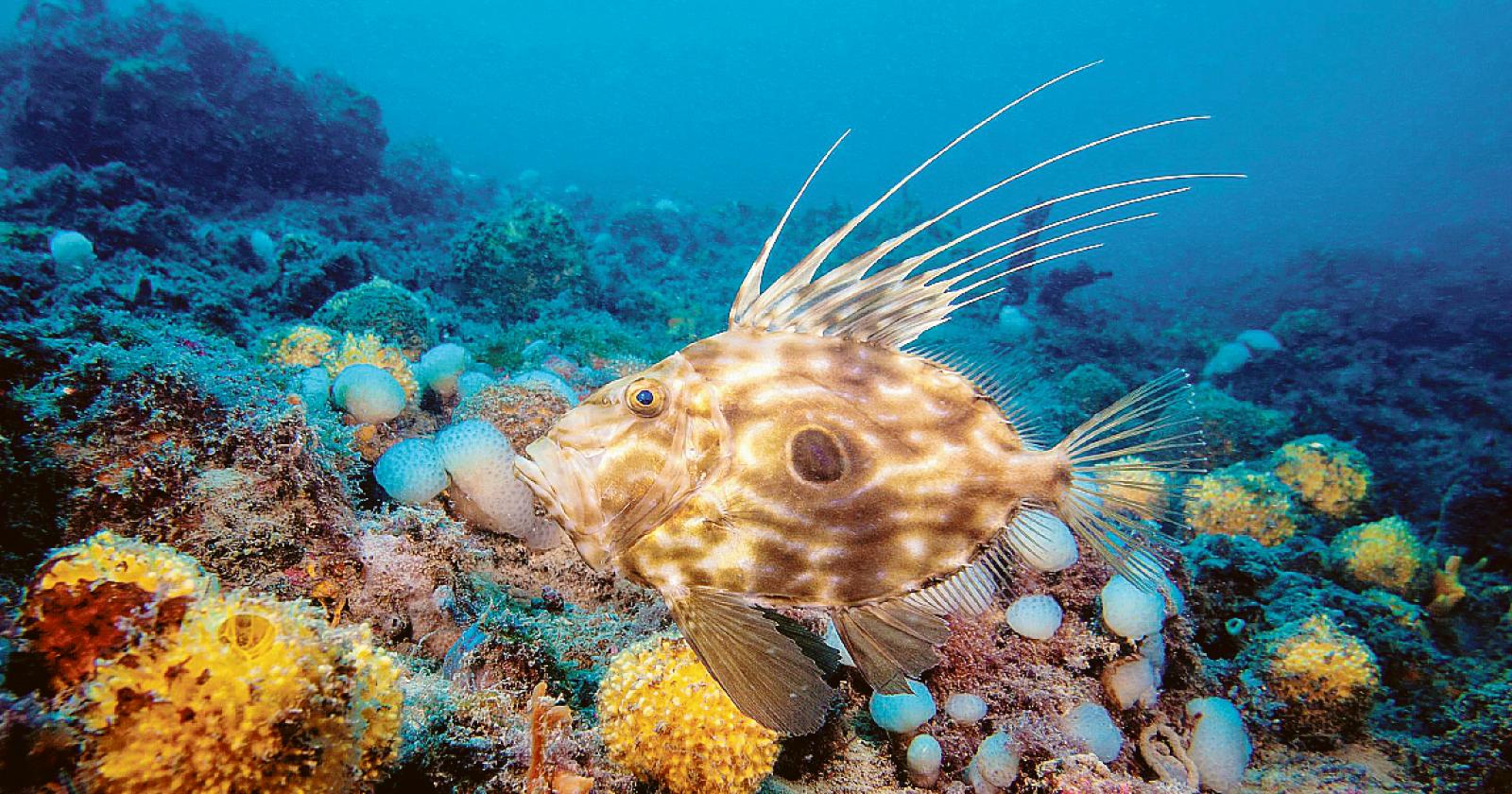 Un’immersione tra arte e mare
