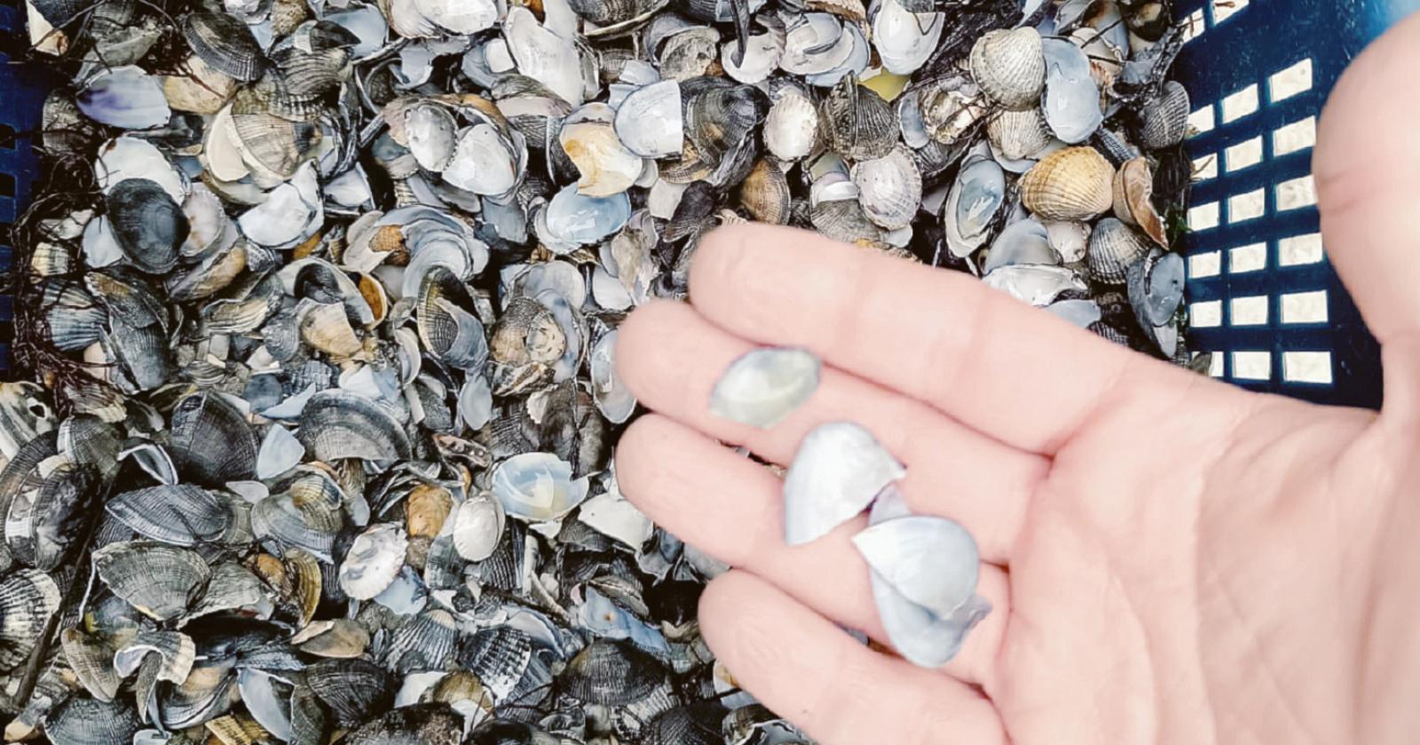 Allarme vongole, “servono aiuti”