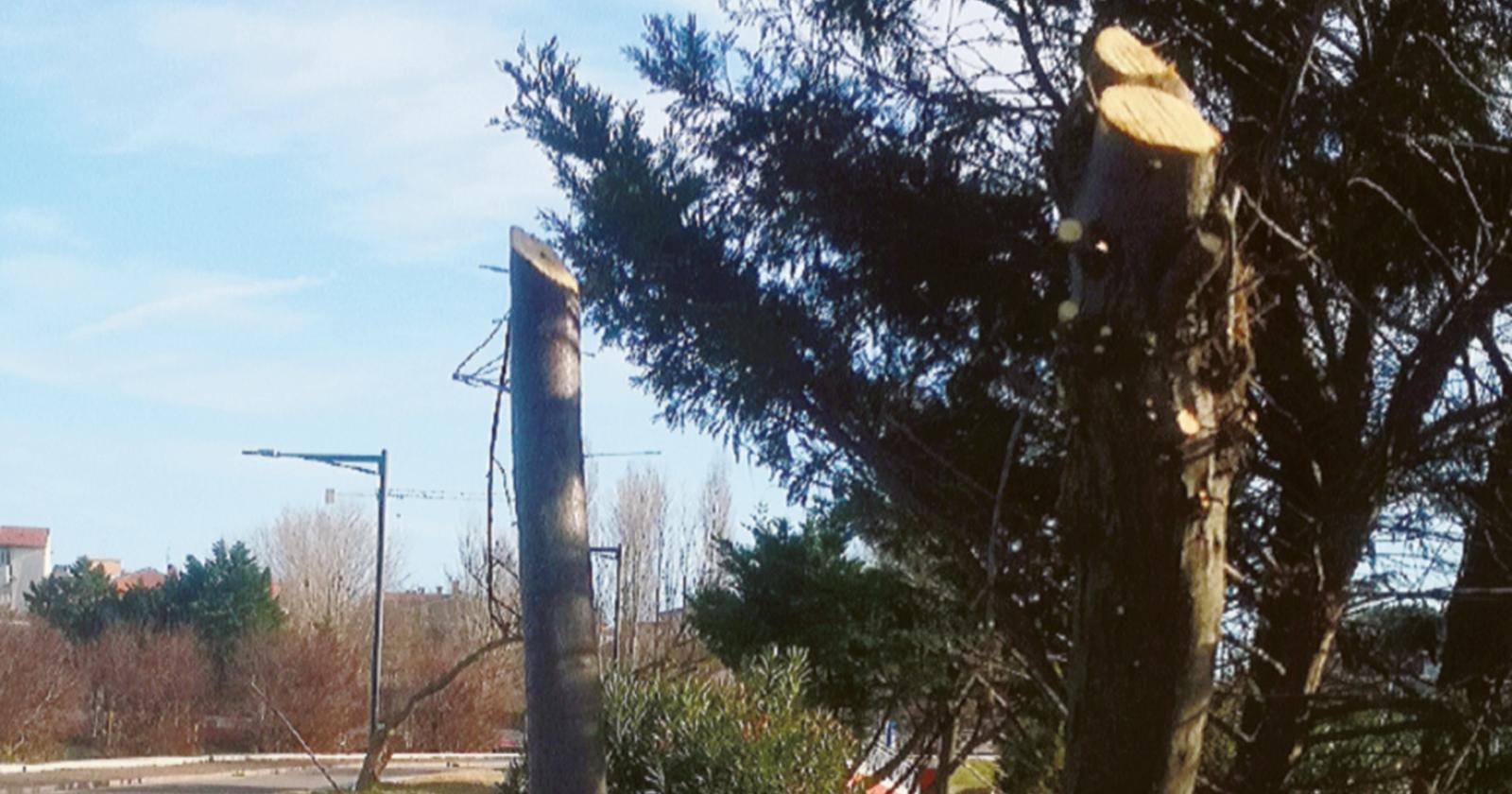 Alberi, “129 abbattimenti illegali”