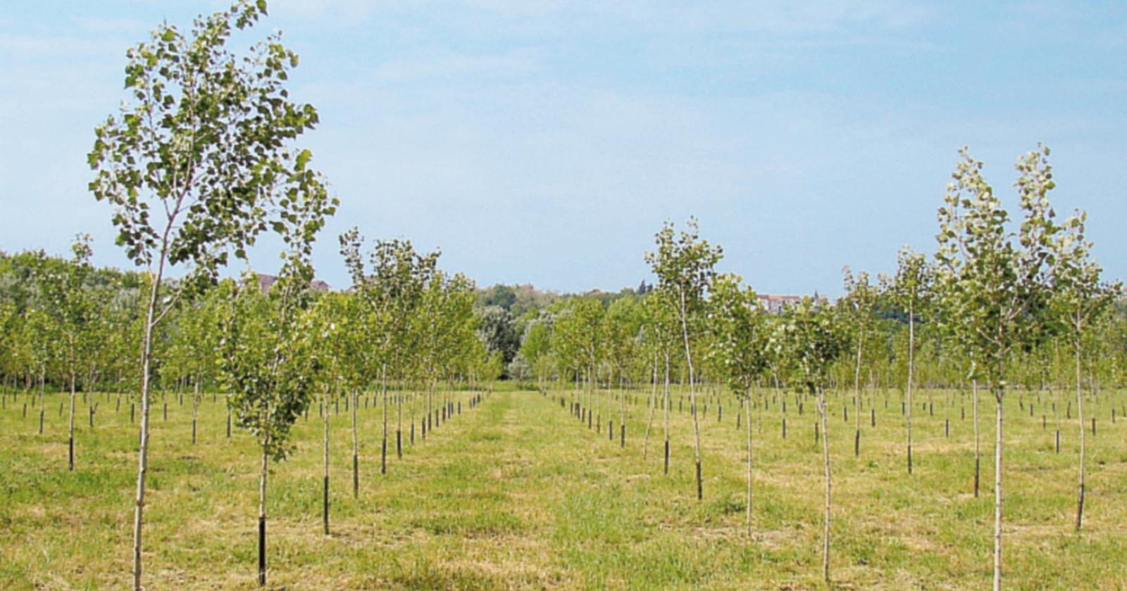 Presto la consegna degli alberi