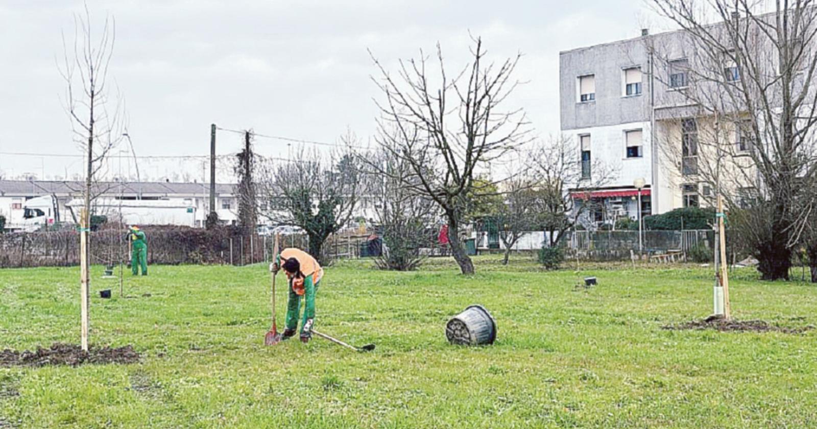 Altri 54 alberi piantati in citt&agrave; grazie a WikiScuola