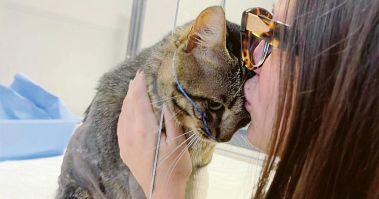 Gatto ucciso, &ldquo;pena troppo lieve&rdquo;