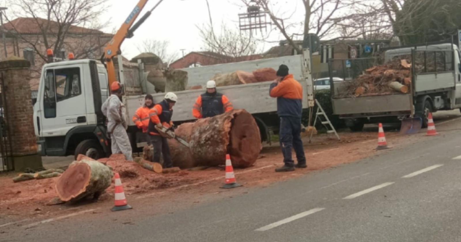 Incontro pubblico per parlare del taglio degli alberi