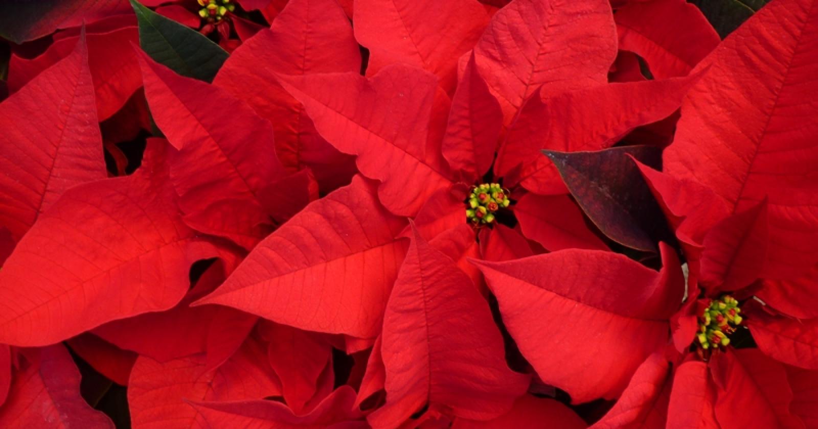 Stelle di Natale: L'essenza della decorazione natalizia