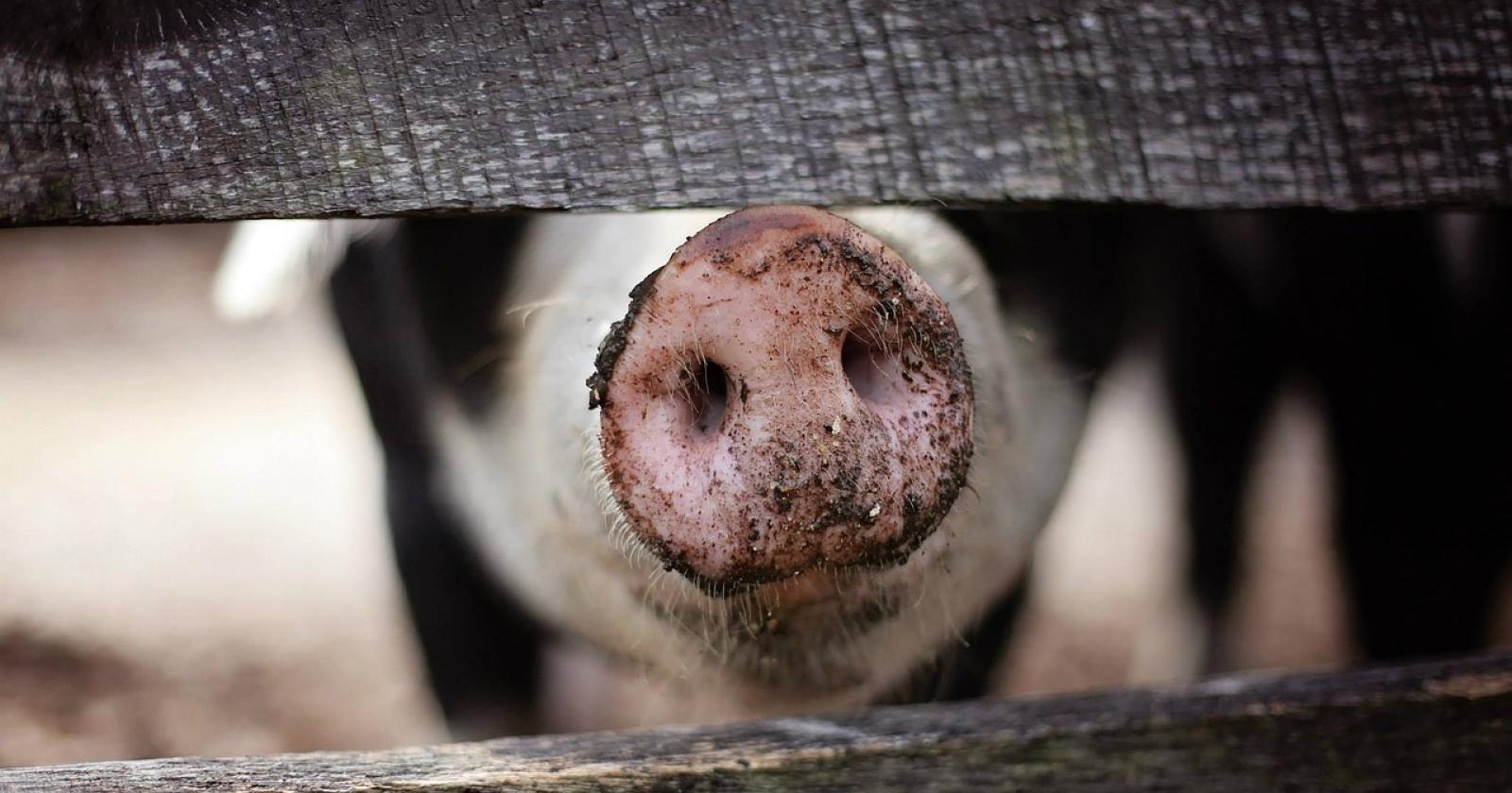 Aggiornati i criteri per il risarcimento dei danni causati dai grandi carnivori alle produzioni agricole e apistiche