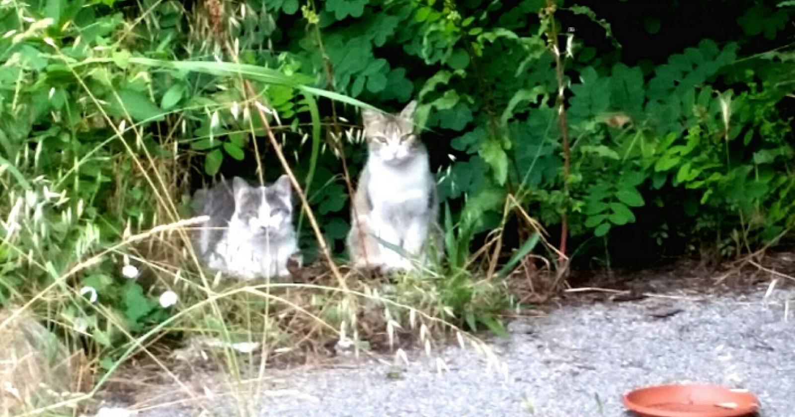 Gatti abbandonati, il volontariato si arrende
