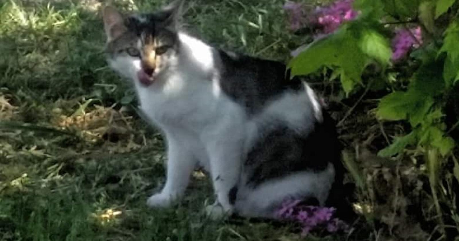 Venezia, pubblicato il bando per i contributi alle associazioni che si occupano delle colonie feline