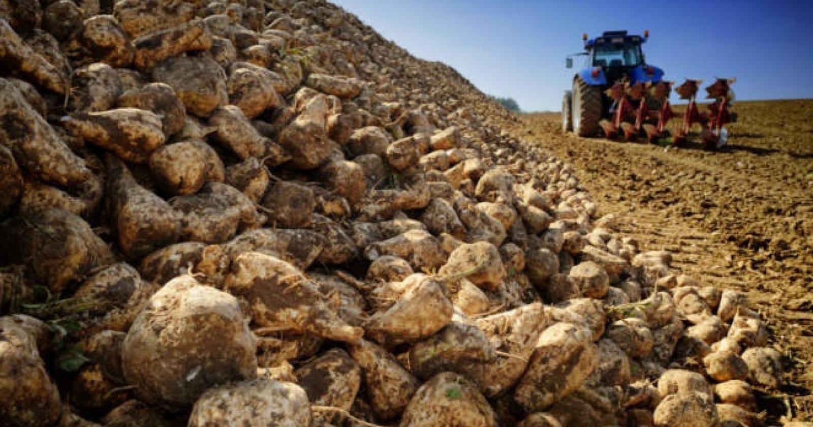 600 mila euro per salvare la filiera dello zucchero