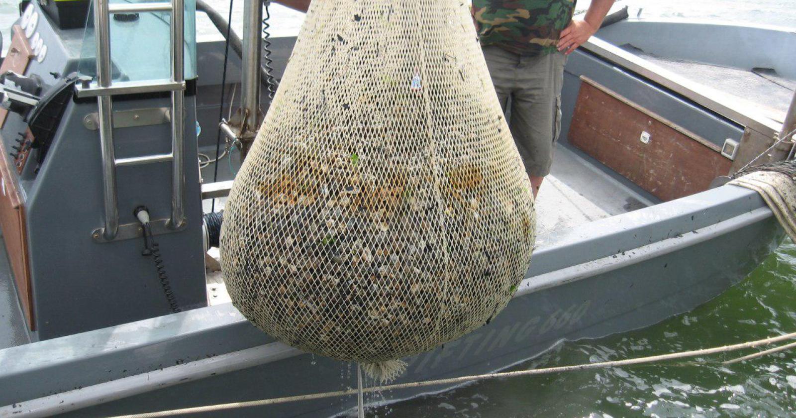 Canoni demaniali marittimi, l'aumento pesa sulla molluschicoltura