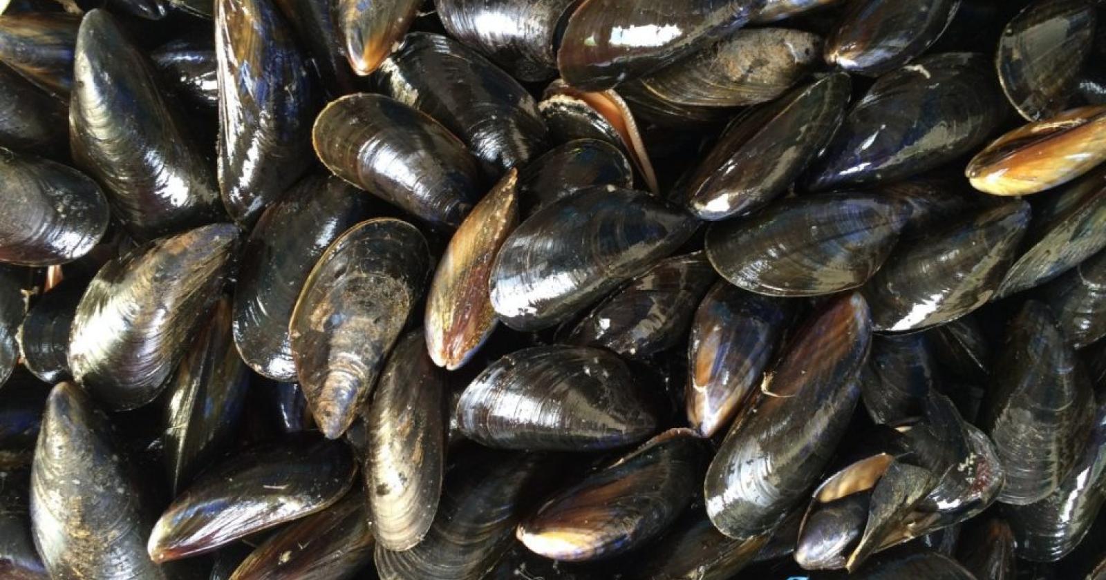 Strage di cozze, uccise da caldo e siccità