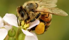 Giornata ecologica regionale 2026, il Veneto punta sulle api per difendere ambiente e biodiversit&agrave;