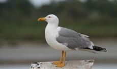 Gabbiano trovato morente, era ubriaco