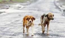 Animali: il Veneto istituisce un fondo per tutelarli e prevenire il randagismo