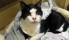 Gatti: è di nuovo allarme