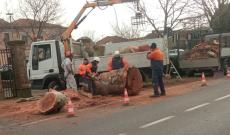 Alberi, continuano gli abbattimenti