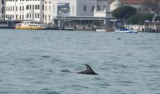 Delfino nel Bacino di San Marco, al via il monitoraggio scientifico