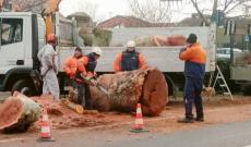 Amico giardiniere contro gli abbattimenti