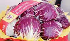 Fruit logistica, radicchio presente