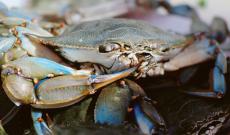 Il granchio si mangia i guadagni